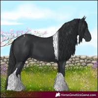 Horse Color:Black Tobiano 