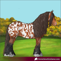 Horse Color:Bay Near Leopard 
