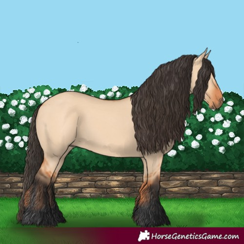Horse Color:Bay Dun