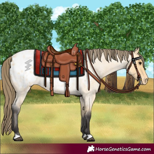 Horse Color:Buckskin Roan Appaloosa 
