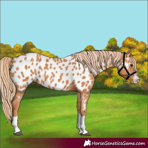 Horse Color:Chestnut Appaloosa