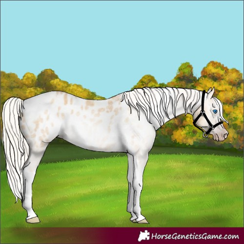 Horse Color:Gray Silver Amber Cream Champagne Roan Dun Splash Tobiano Frame Appaloosa Rabicano