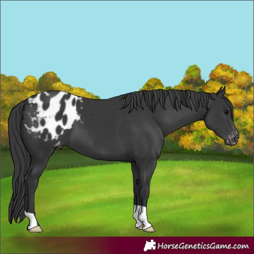 Horse Color:Black Blanket
