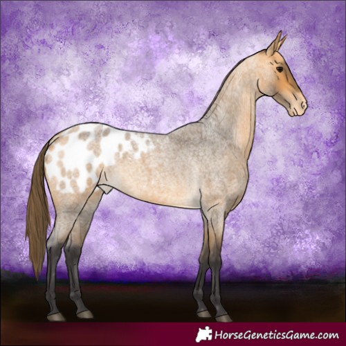 Horse Color:Buckskin Roan Appaloosa 