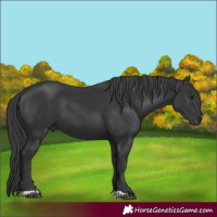 Horse Color:Black 