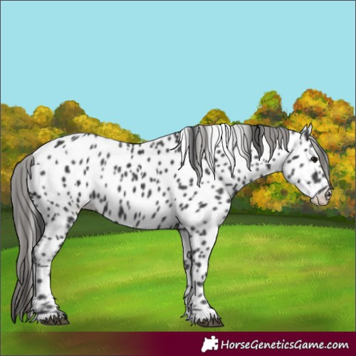 Horse Color:Black Appaloosa 