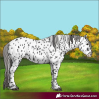 Horse Color:Black Appaloosa 