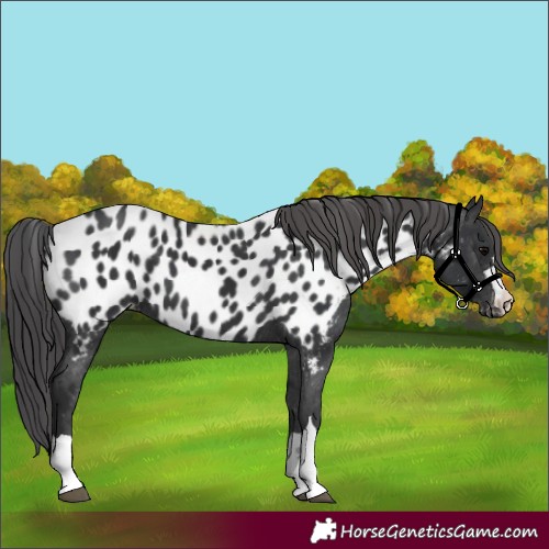Horse Color:Black Appaloosa 