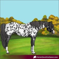 Horse Color:Black Appaloosa 