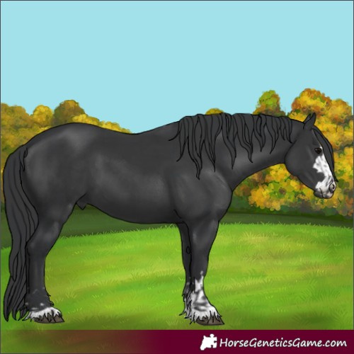 Horse Color:Black  and Black 