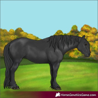 Horse Color:Black and Black