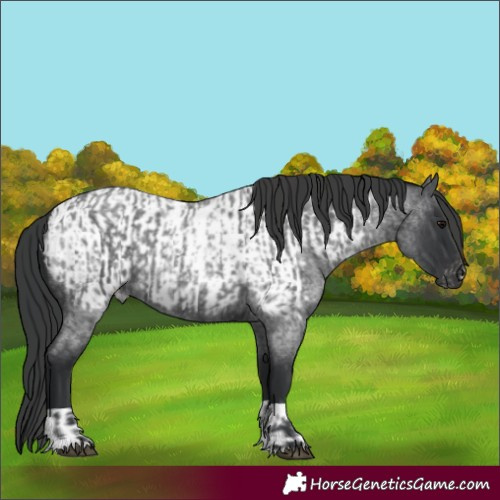 Horse Color:Blue Roan  and Blue Roan Near Leopard 