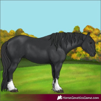 Horse Color:White Spotted Black 