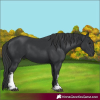 Horse Color:White Spotted Black 
