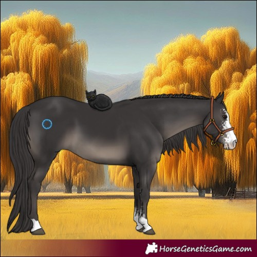 Horse Color:Smoky Black Sabino 