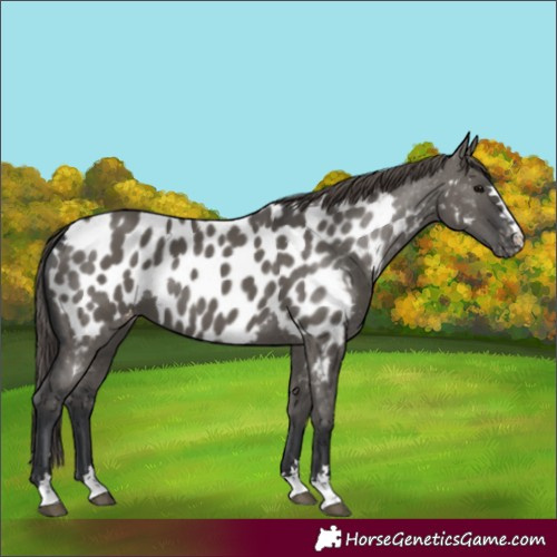 Horse Color:Unknown 