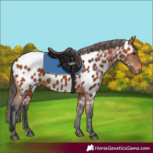 Horse Color:Bay Appaloosa 