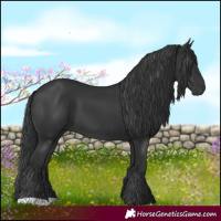 Horse Color:Black 