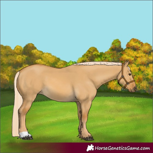 Horse Color:Palomino Dun 