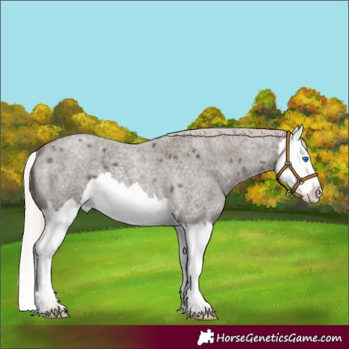Horse Color:Silver Smoky Blue Roan Splash 