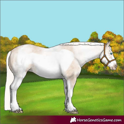 Horse Color:White Spotted Cremello Frame 