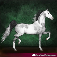 Horse Color:Blue Roan Sabino Splash  and Gray Blue Roan Sabino Splash 