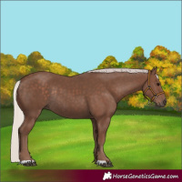 Horse Color:Silver Black Rabicano 