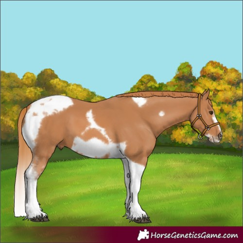 Horse Color:Chestnut Tobiano Frame 