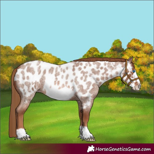 Horse Color:Red Roan Frame Appaloosa 