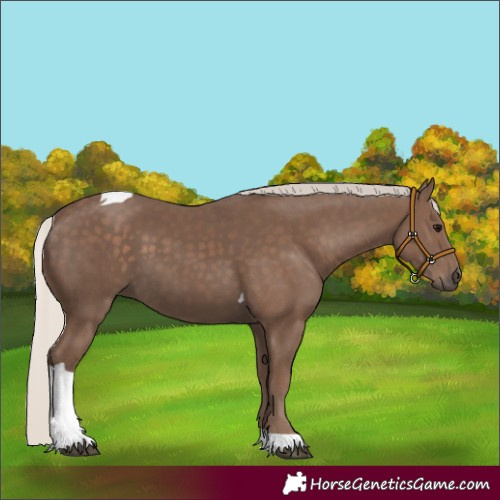 Horse Color:Silver Black Tobiano 