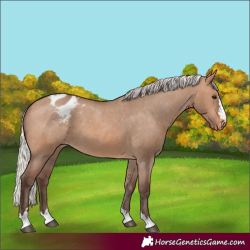 Horse Color:Silver Brown Dun Appaloosa