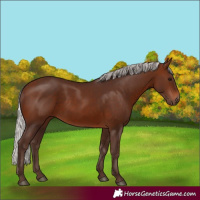 Horse Color:Silver Brown 