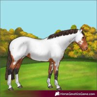 Horse Color:Bay Tobiano Appaloosa 