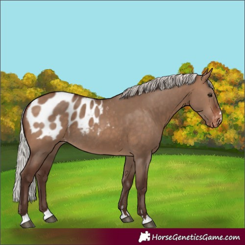 Horse Color:Silver Brown Dun Appaloosa Rabicano 