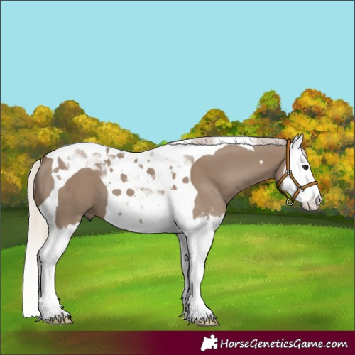 Horse Color:Silver Grullo Splash Tobiano 