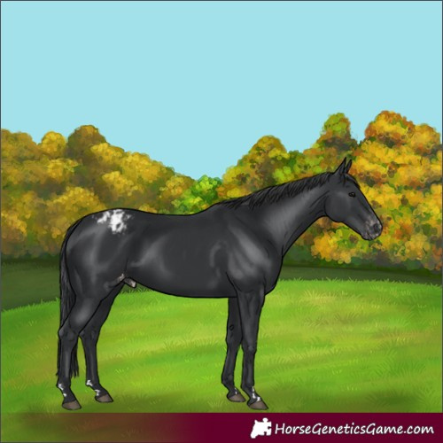 Horse Color:Unknown 