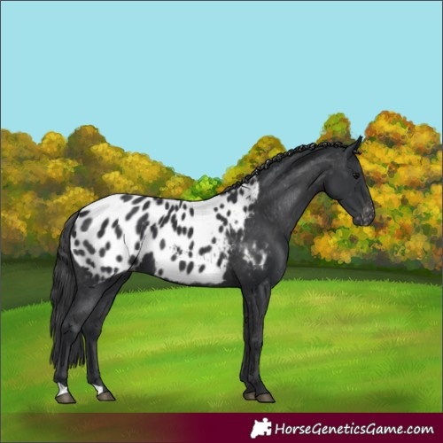 Horse Color:Unknown 