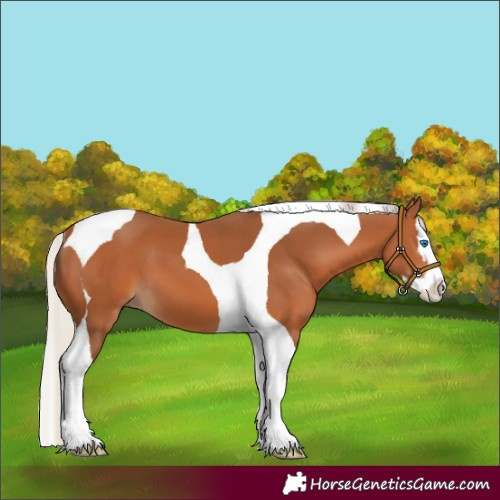 Horse Color:Silver Bay Splash Tobiano 
