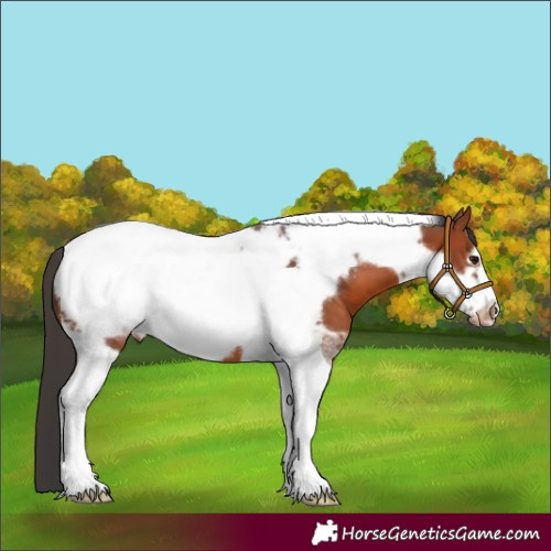 Horse Color:Bay Tobiano Frame Blanket 
