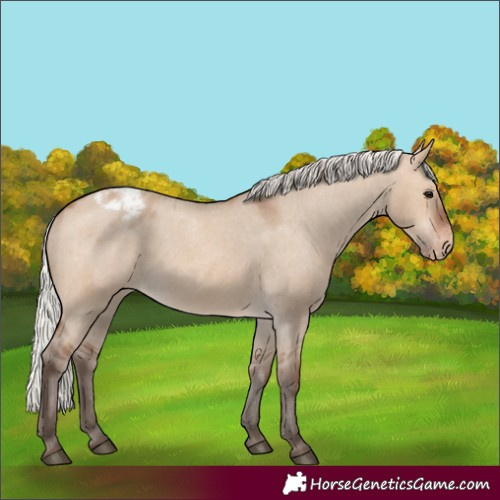 Horse Color:Silver Brown Dun Appaloosa