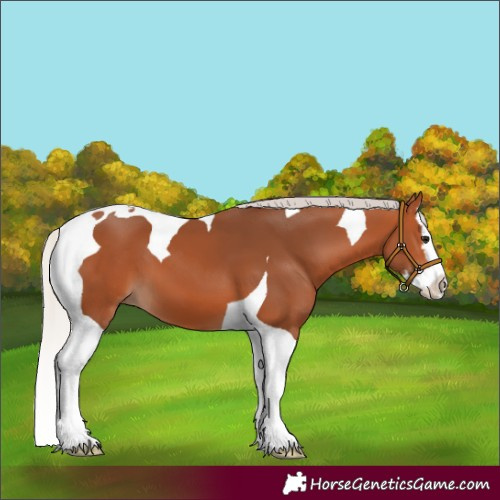 Horse Color:Silver Bay Splash Tobiano 