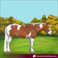 Horse Color:Silver Bay Splash Tobiano 