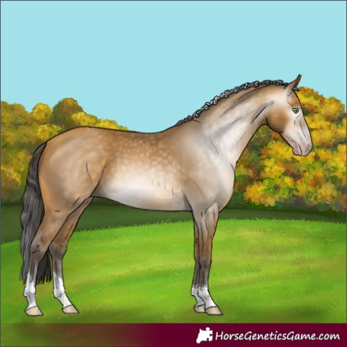 Horse Color:Unknown 