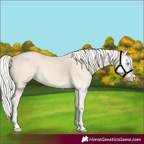Horse Color:Cremello Splash  and Cremello Splash 