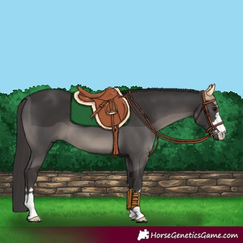 Horse Color:Smoky Black 