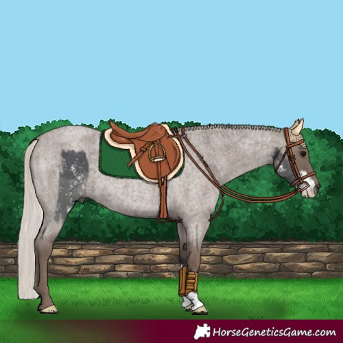 Horse Color:Black Sabino  and Silver Blue Roan 