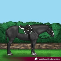 Horse Color:Black 