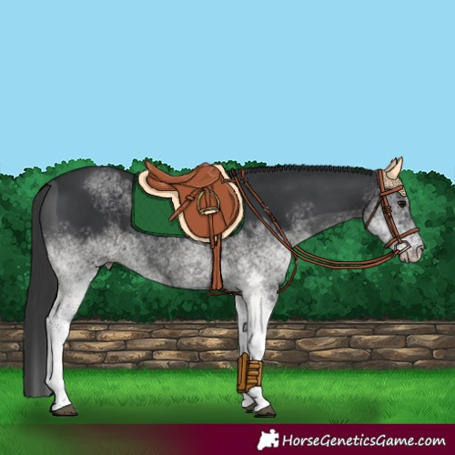 Horse Color:White Spotted Black 