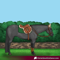 Horse Color:Black 