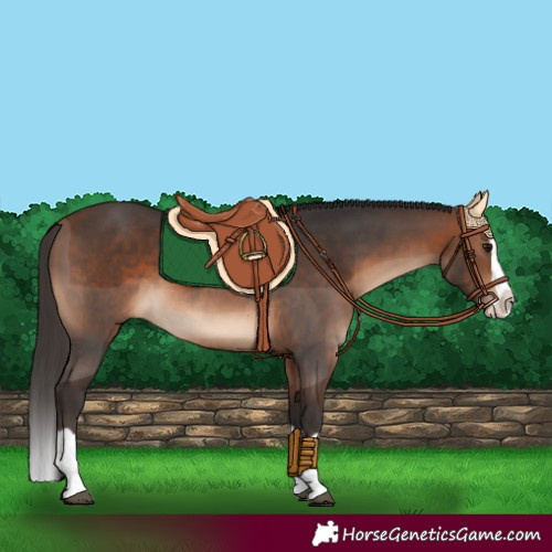 Horse Color:Brown Splash 